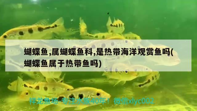 蝴蝶魚,屬蝴蝶魚科,是熱帶海洋觀賞魚嗎(蝴蝶魚屬于熱帶魚嗎) 蝴蝶鯉 第2張