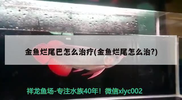 金魚爛尾巴怎么治療(金魚爛尾怎么治?) 觀賞魚