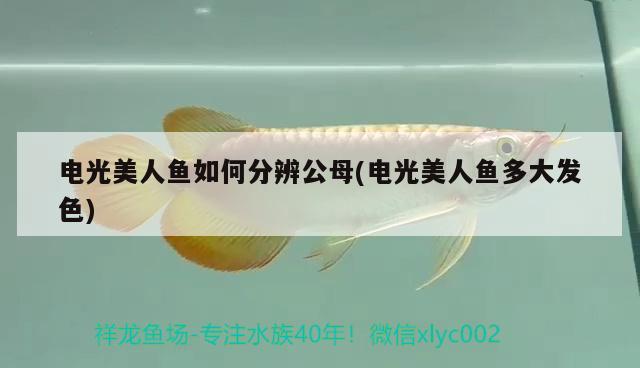 電光美人魚如何分辨公母(電光美人魚多大發(fā)色)