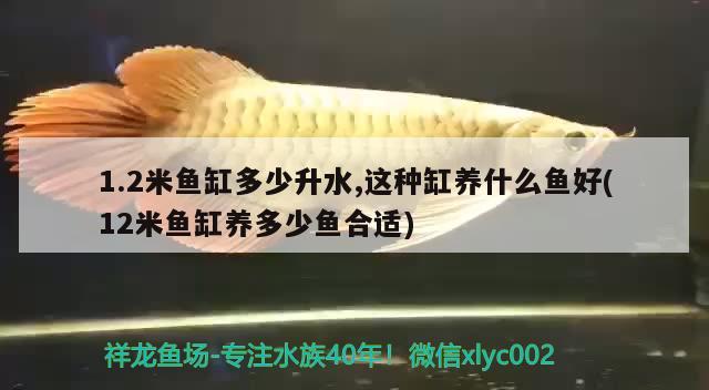 1.2米魚(yú)缸多少升水,這種缸養(yǎng)什么魚(yú)好(12米魚(yú)缸養(yǎng)多少魚(yú)合適) 黃鰭鯧魚(yú)