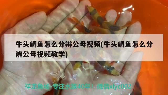 牛頭鯛魚怎么分辨公母視頻(牛頭鯛魚怎么分辨公母視頻教學(xué))