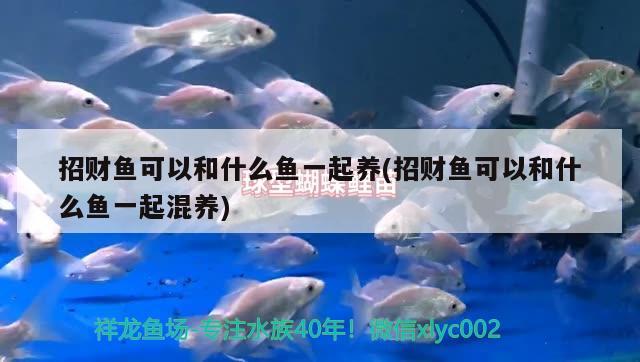 招財(cái)魚(yú)可以和什么魚(yú)一起養(yǎng)(招財(cái)魚(yú)可以和什么魚(yú)一起混養(yǎng))