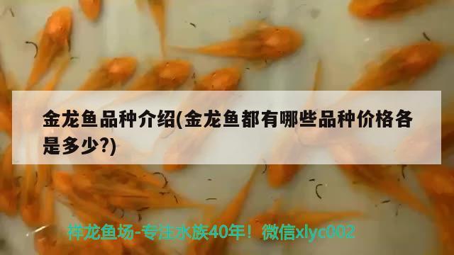 金龍魚品種介紹(金龍魚都有哪些品種價格各是多少?)