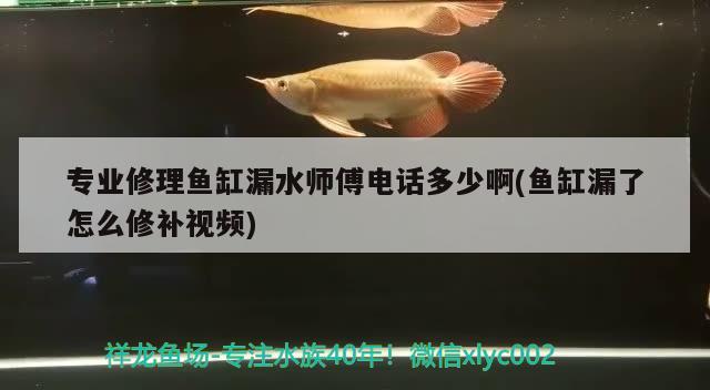 專業(yè)修理魚缸漏水師傅電話多少啊(魚缸漏了怎么修補(bǔ)視頻)