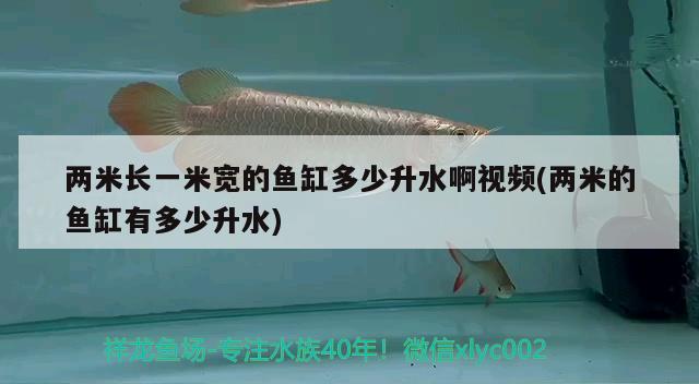 兩米長一米寬的魚缸多少升水啊視頻(兩米的魚缸有多少升水) 黃金達摩魚