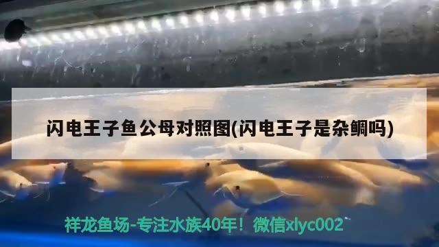 閃電王子魚公母對(duì)照圖(閃電王子是雜鯛嗎) 觀賞魚