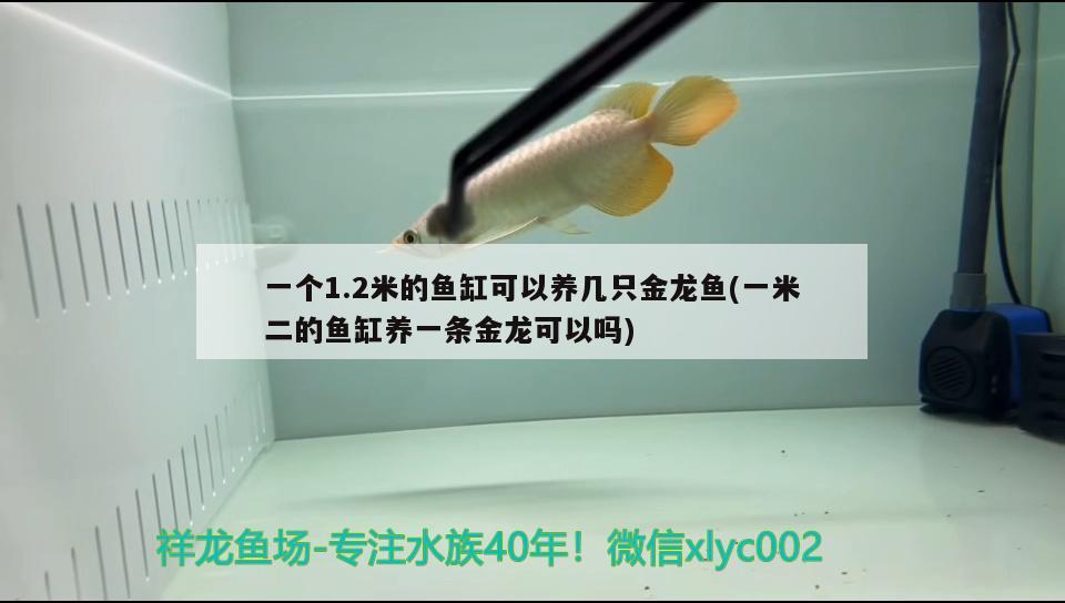 一個1.2米的魚缸可以養(yǎng)幾只金龍魚(一米二的魚缸養(yǎng)一條金龍可以嗎) 龍魚百科