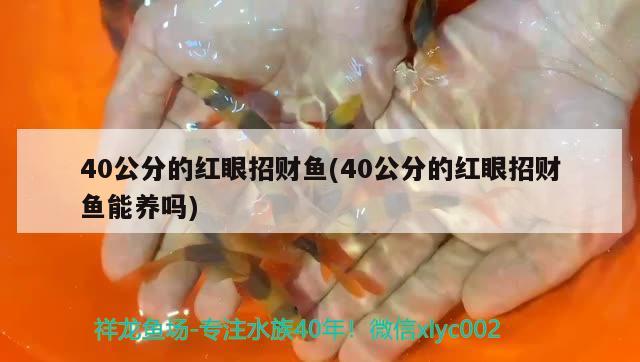 40公分的紅眼招財(cái)魚(40公分的紅眼招財(cái)魚能養(yǎng)嗎) 觀賞魚