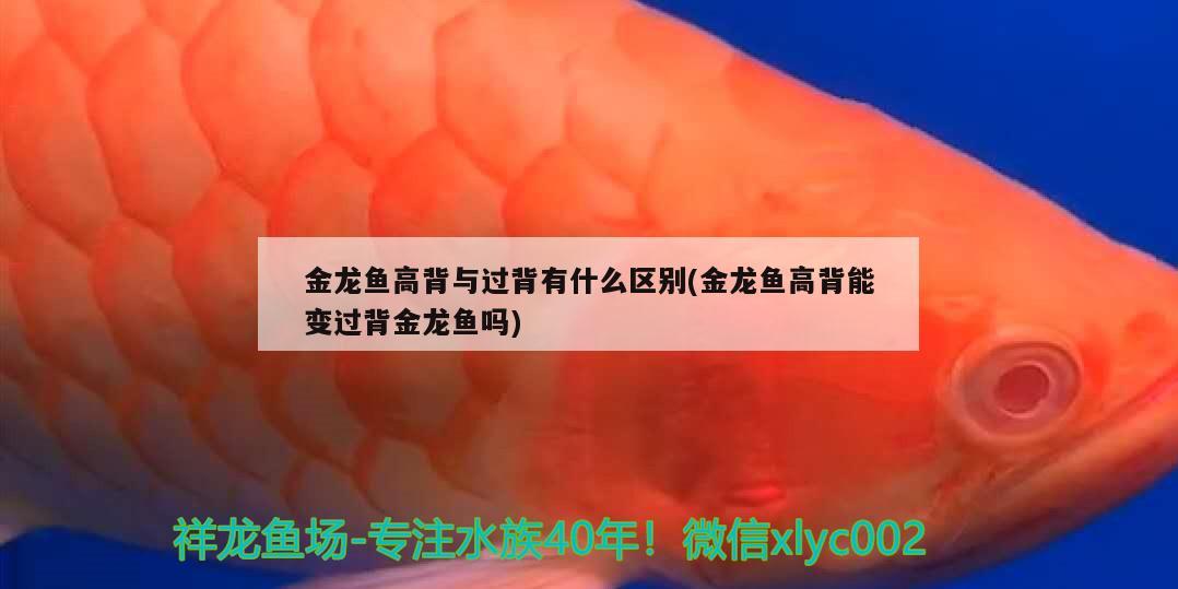 金龍魚高背與過背有什么區(qū)別(金龍魚高背能變過背金龍魚嗎)