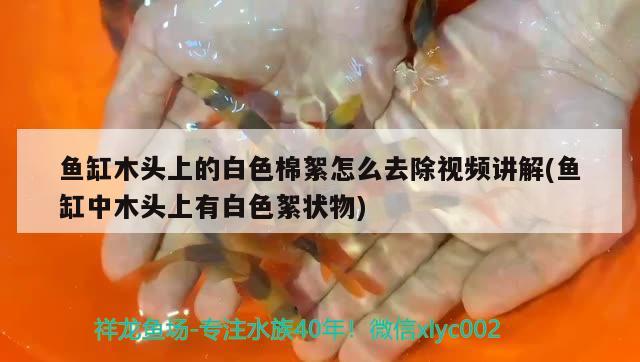 魚缸木頭上的白色棉絮怎么去除視頻講解(魚缸中木頭上有白色絮狀物)