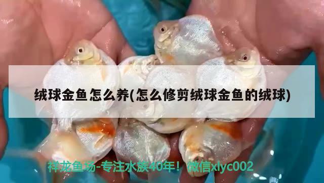 絨球金魚怎么養(yǎng)(怎么修剪絨球金魚的絨球) 觀賞魚