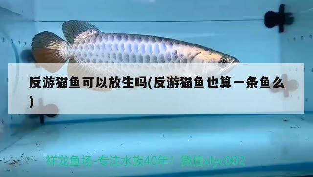 反游貓魚可以放生嗎(反游貓魚也算一條魚么) 觀賞魚