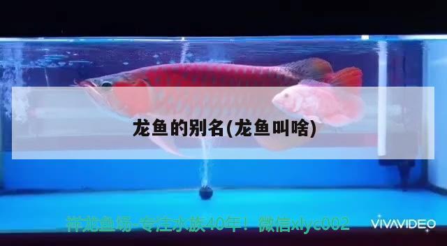 龍魚(yú)的別名(龍魚(yú)叫啥)