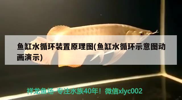 魚缸水循環(huán)裝置原理圖(魚缸水循環(huán)示意圖動畫演示)