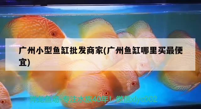 廣州小型魚缸批發(fā)商家(廣州魚缸哪里買最便宜) 廣州水族批發(fā)市場