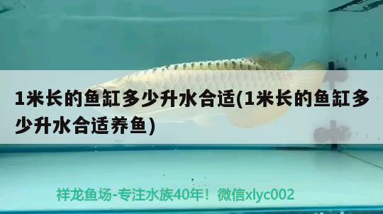 1米長的魚缸多少升水合適(1米長的魚缸多少升水合適養(yǎng)魚) 元寶鳳凰魚