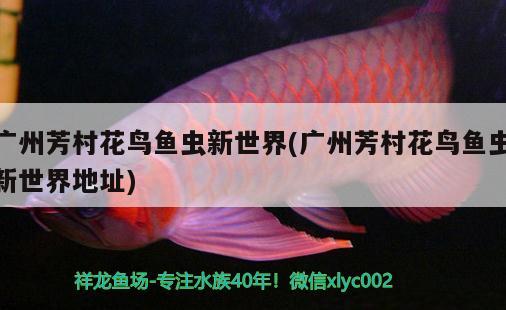 廣州芳村花鳥魚蟲新世界(廣州芳村花鳥魚蟲新世界地址)