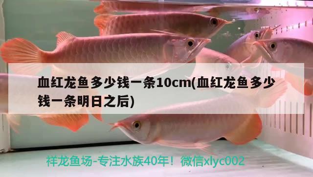 血紅龍魚(yú)多少錢(qián)一條10cm(血紅龍魚(yú)多少錢(qián)一條明日之后) 觀賞魚(yú)