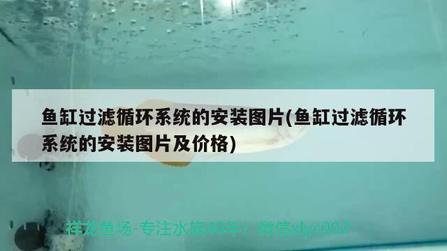 魚(yú)缸過(guò)濾循環(huán)系統(tǒng)的安裝圖片(魚(yú)缸過(guò)濾循環(huán)系統(tǒng)的安裝圖片及價(jià)格) 女王大帆魚(yú)