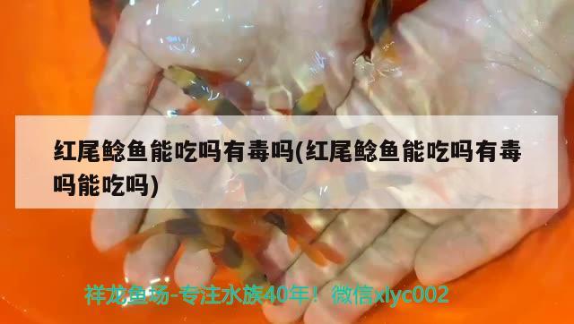 紅尾鯰魚能吃嗎有毒嗎(紅尾鯰魚能吃嗎有毒嗎能吃嗎) 觀賞魚