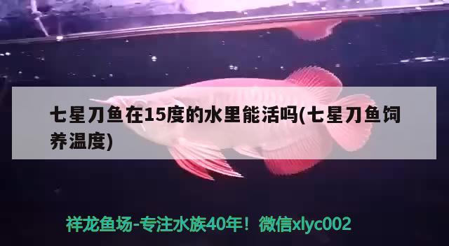 七星刀魚在15度的水里能活嗎(七星刀魚飼養(yǎng)溫度) 觀賞魚