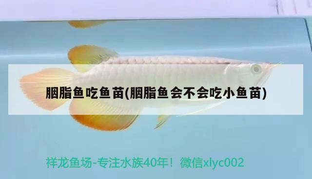 胭脂魚(yú)吃魚(yú)苗(胭脂魚(yú)會(huì)不會(huì)吃小魚(yú)苗)