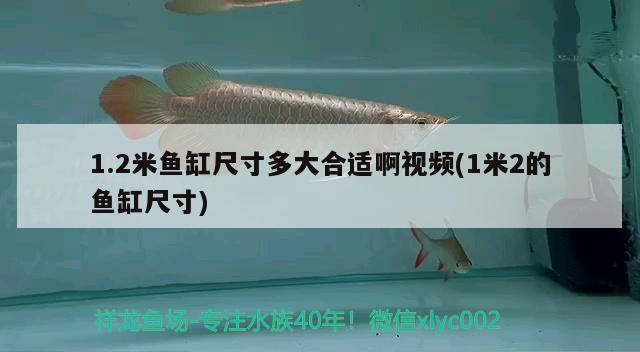 1.2米魚缸尺寸多大合適啊視頻(1米2的魚缸尺寸)