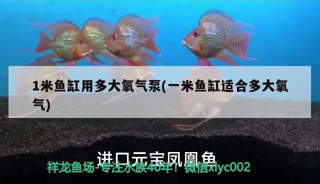 1米魚缸用多大氧氣泵(一米魚缸適合多大氧氣) 胭脂孔雀龍魚