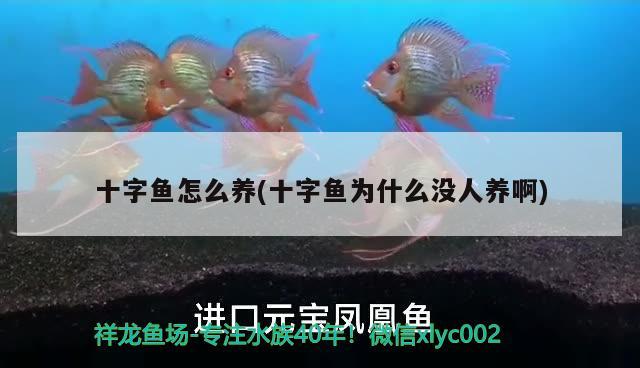 十字魚怎么養(yǎng)(十字魚為什么沒(méi)人養(yǎng)啊)