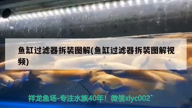 魚缸過(guò)濾器拆裝圖解(魚缸過(guò)濾器拆裝圖解視頻)