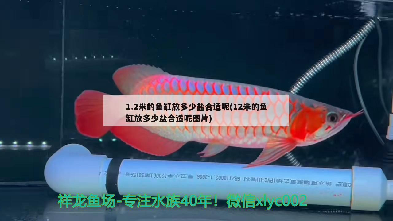 1.2米的魚(yú)缸放多少鹽合適呢(12米的魚(yú)缸放多少鹽合適呢圖片) PH調(diào)節(jié)劑