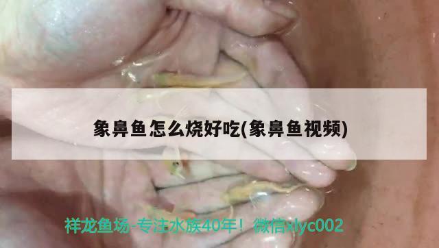 象鼻魚怎么燒好吃(象鼻魚視頻) 觀賞魚