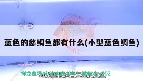 藍(lán)色的慈鯛魚都有什么(小型藍(lán)色鯛魚)