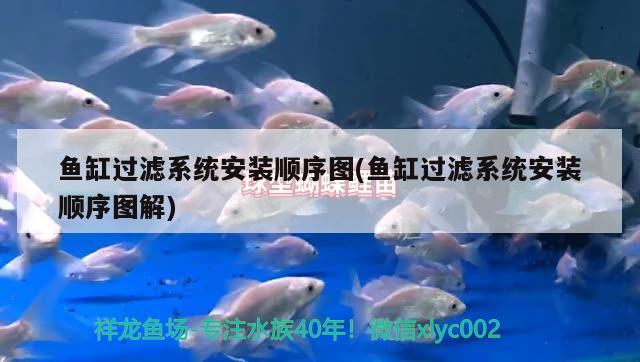 魚缸過濾系統(tǒng)安裝順序圖(魚缸過濾系統(tǒng)安裝順序圖解) 藍(lán)底過背金龍魚