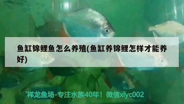 魚(yú)缸錦鯉魚(yú)怎么養(yǎng)殖(魚(yú)缸養(yǎng)錦鯉怎樣才能養(yǎng)好)