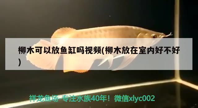 柳木可以放魚缸嗎視頻(柳木放在室內(nèi)好不好) 非洲金鼓魚