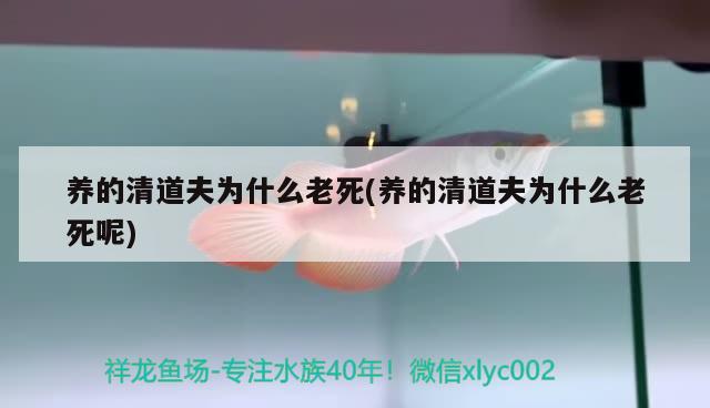 養(yǎng)的清道夫為什么老死(養(yǎng)的清道夫為什么老死呢) 觀賞魚