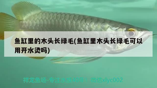 魚缸里的木頭長綠毛(魚缸里木頭長綠毛可以用開水燙嗎) 照明器材