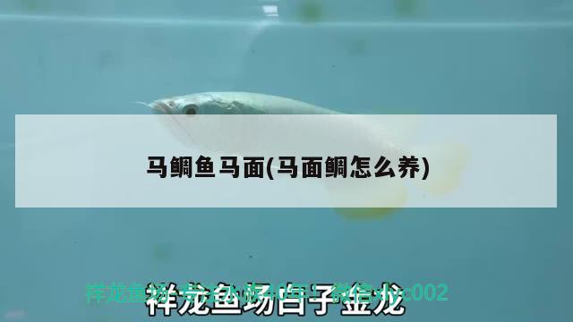 馬鯛魚馬面(馬面鯛怎么養(yǎng)) 觀賞魚 第1張