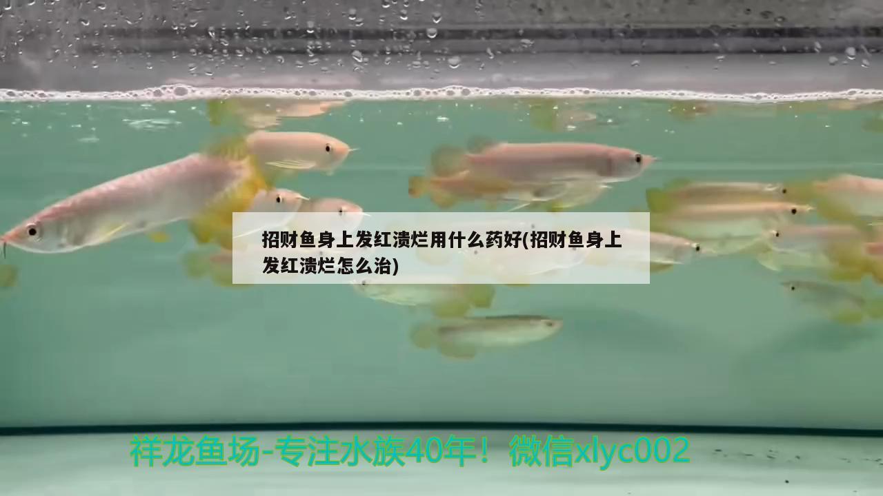 招財魚身上發(fā)紅潰爛用什么藥好(招財魚身上發(fā)紅潰爛怎么治)