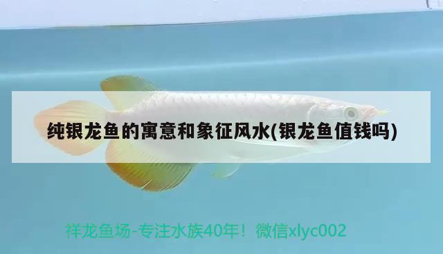 純銀龍魚的寓意和象征風(fēng)水(銀龍魚值錢嗎) 魚缸風(fēng)水