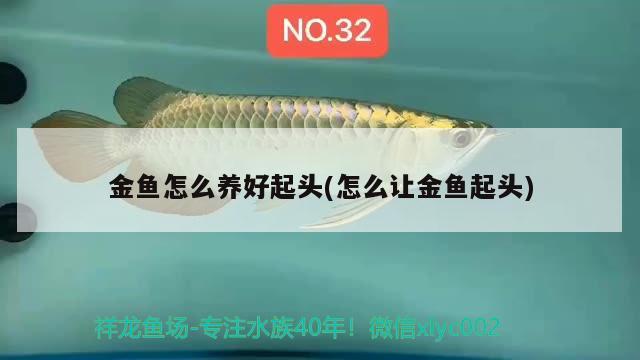 金魚怎么養(yǎng)好起頭(怎么讓金魚起頭) 觀賞魚