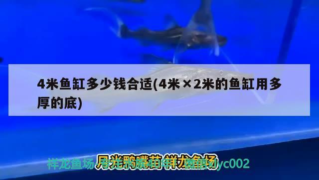 4米魚缸多少錢合適(4米×2米的魚缸用多厚的底) 奈及利亞紅圓點(diǎn)狗頭