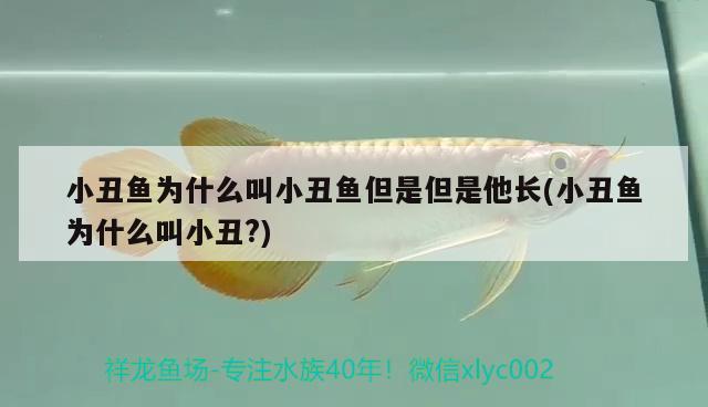 小丑魚(yú)為什么叫小丑魚(yú)但是但是他長(zhǎng)(小丑魚(yú)為什么叫小丑?)