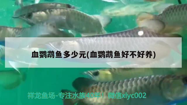 血鸚鵡魚多少元(血鸚鵡魚好不好養(yǎng))