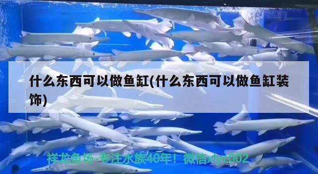 什么東西可以做魚缸(什么東西可以做魚缸裝飾)