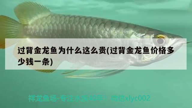 過背金龍魚為什么這么貴(過背金龍魚價(jià)格多少錢一條)