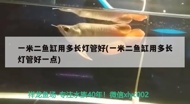 一米二魚缸用多長(zhǎng)燈管好(一米二魚缸用多長(zhǎng)燈管好一點(diǎn)) 白子關(guān)刀魚苗