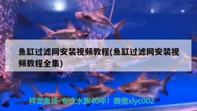 魚缸過濾網(wǎng)安裝視頻教程(魚缸過濾網(wǎng)安裝視頻教程全集)