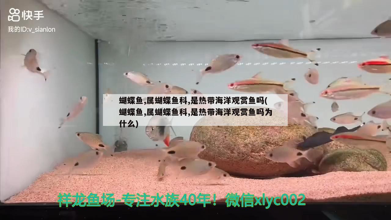 蝴蝶魚,屬蝴蝶魚科,是熱帶海洋觀賞魚嗎(蝴蝶魚,屬蝴蝶魚科,是熱帶海洋觀賞魚嗎為什么)